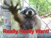 Raccoon_Really_Really_Want1349666935.jpg Raccoon_Really_Really_Want1349666935.jpg