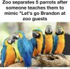 parrots.jpg