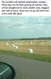 marsh.jpg