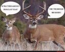 deer 1.jpg deer 1.jpg