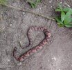 baby water moccasin oct 25 2025 back porch copy.jpg baby water moccasin oct 25 2025 back porch copy.jpg