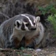 badger556
